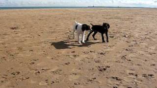 German shorthaired pointer puppies playing at the beach 9 weeks [upl. by Takeshi]