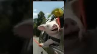 Geico “Wee” Pig  Classic Commercials nostalgia commercial shorts [upl. by Kwei]