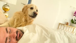 Its how my Golden Retrievers wake me up in the morning [upl. by Lexis]