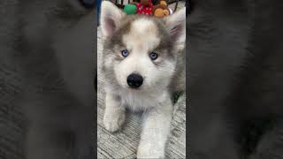 Perrito Husky Siberiano husky huskylife puppy dog boston doglover dogs [upl. by Nico]