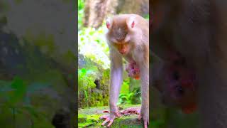 The Insane of baby monkey real life Monkey Babymonkey Shorts  VIP Monkey [upl. by Okim]