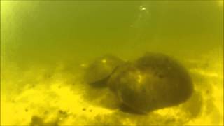 Horseshoe crabs laying eggs [upl. by Chaffin]