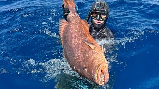 Spearing a big Cubera Snapper offshore [upl. by Blanche]