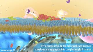 Prion disease animation [upl. by Anastase527]