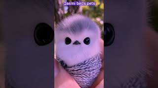 Amazing AI Bird beautiful reaction birds birdsingingmusic nature animalsshortsfeed aiart ai [upl. by Ewall932]