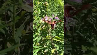 hummingbird clearwing moth [upl. by Ahsian250]