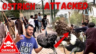 OSTRICH NE ATTACK KAR DIYA zoo pet house vlog [upl. by Zindman]