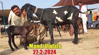 Today Latest Update Sahiwal Bakra Mandi 2024 [upl. by Saied]