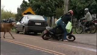 Dia de fúria bode ataca visitantes em presídio de Londrina [upl. by Llemart]