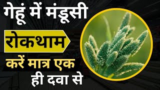 how to control phalaris minor in wheat।गेहूं में मंडूसी रोकथाम करने का सही तरीका।awkira herbicide [upl. by Iahcedrom]