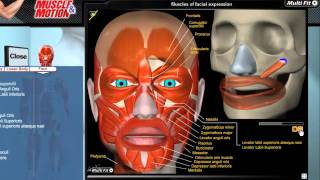 Facial expression Zygomatic major [upl. by Assenat]