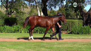 Lot 348  STAR TURN x SPOTTY SOCKS colt [upl. by Ellis]