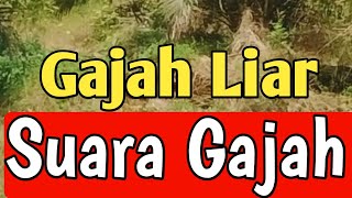 Suara Gajah Liar  Suara Hewan [upl. by Shevlo]