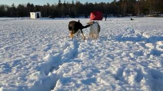 Ice Fishing Day 1  Calabogie Lake Ontario [upl. by Simons668]