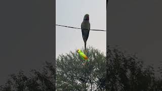 main tota methi methutrending shortvideo 🦜 [upl. by Arquit]