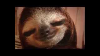 New Animal Planet Meet the Sloths series trailer 2013 [upl. by Fallon814]