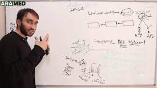 quotالأنسجة المستثارةquot 2 كامن العمل Action potential [upl. by Rep]