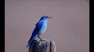 El pájaro azul de Mauricio Materlinck [upl. by Yelsek]