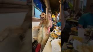 Woman Dances With Pet Dog at Restaurant  1217588 [upl. by Tamanaha396]