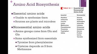 135Overview of Amino Acid Biosynthesis [upl. by Nivets438]