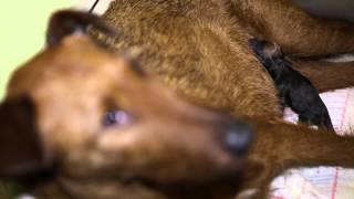 Irish Terrier giving birth CH Heartbreaker Of the Orchids Home [upl. by Pickering]