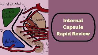 Internal Capsule Rapid Review [upl. by Torray126]