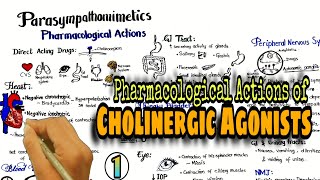 Cholinergic Drugs Pharmacological actions of Parasympathomimetics Direct acting drugs [upl. by Eanwahs]