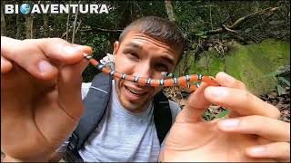 Como diferenciar una falsa y verdadera serpiente de coral  Bi🌎Aventura [upl. by Donell]