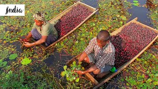 खेत मे सिंघाड़े की खेती देख चौक जाओगे  water chestnut plant  FORMING INDIA  mera gaon mera desh [upl. by Armat]