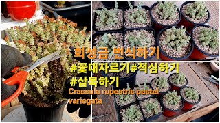 희성금키우기 꽃대정리 적심하기 삽목하기 Crassularupestrisvariegata [upl. by Ingold853]