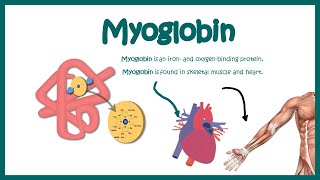 Myoglobin  Structure and function  oxygen binding kinetics [upl. by Klarrisa]