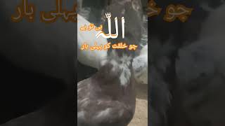 Soore Annmal youtube short viral vidio  Qraantrjumh islAmick viral vidio 🕋🕋🕋 [upl. by Travax]