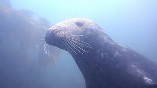 Farne Islands Dive Trip [upl. by Son]