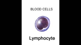 IMPORTANCE OF LYMPHOCYTES WHITE BLOOD CELLS prashantvankore [upl. by Trudy]