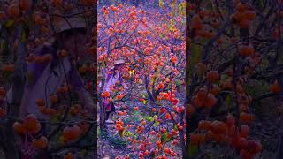 A fruit persimmon that is harvested in autumn Ripe persimmons are soft and sweet [upl. by Johm281]