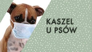 KASZEL KENELOWY U PSÓW [upl. by Annecorinne]