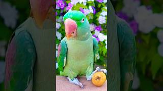 Amazing Alexandrine Parrot cute nature parrot [upl. by Ava]