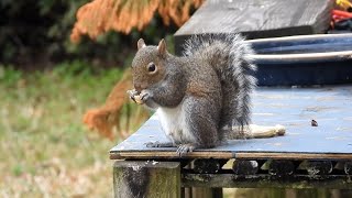 Squirrel having some peanuts [upl. by Raffo166]