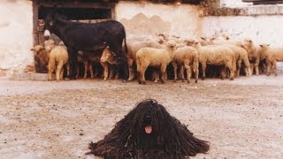 Kilenc Magyar Kutyafajta komondor kuvasz puli pumi mudi vizsla agár erdélyi kopó [upl. by Rosalind931]