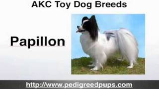 AKC Toy Dog Breeds  AKC Toy Dogs  Toy Dogs [upl. by Retloc]