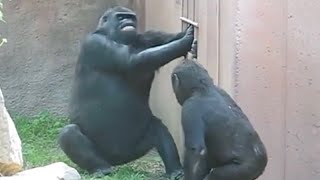 Funny gorillas Gorillas [upl. by Oznohpla321]