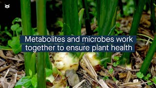 Plant metabolites influence how the plant microbial community forms [upl. by Neelak561]