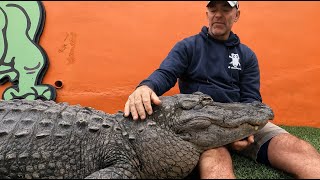 Can You Really Tame a Wild Alligator [upl. by Laraine]