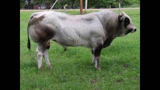 Piedmontese Cattle  Interesting Facts [upl. by Aisiat]