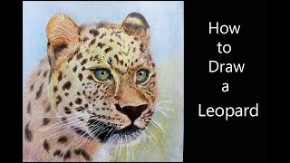 How to a Leopard Animal drawing [upl. by Lrak]