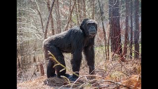 Nine Fierce Chimpanzees Venture Into the Woods for the 1st Time [upl. by Elysha]