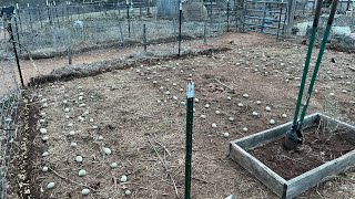 Planting Peas and Blue Potatoes Ruth Stoutstyle — 2924 [upl. by Blackburn]