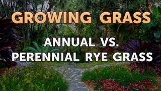 Annual vs Perennial Rye Grass [upl. by Truelove868]