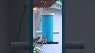 CREATE Your Own BIRD FEEDER At Home In Minutes [upl. by Ajssatsan268]