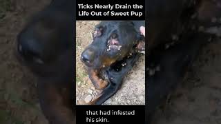 Ticks Nearly Steal the Life from Sweet Puppy [upl. by Yartnoed]